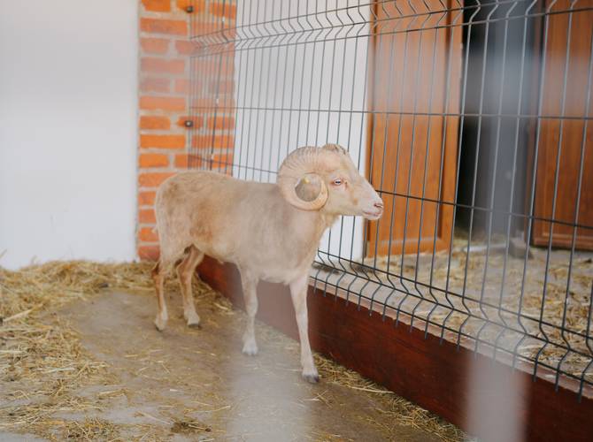 Obrázok Mini Ovečka